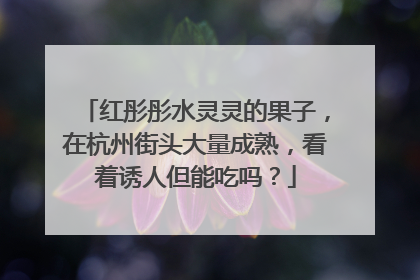红彤彤水灵灵的果子，在杭州街头大量成熟，看着诱人但能吃吗？