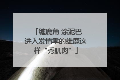 缠鹿角 涂泥巴 进入发情季的雄鹿这样“秀肌肉”