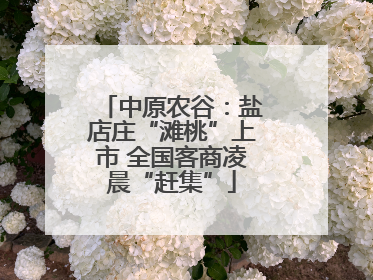中原农谷：盐店庄“滩桃”上市 全国客商凌晨“赶集”
