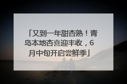 又到一年甜杏熟！青岛本地杏喜迎丰收，6月中旬开启尝鲜季
