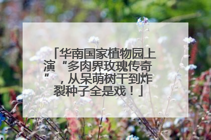 华南国家植物园上演“多肉界玫瑰传奇”，从呆萌树干到炸裂种子全是戏！