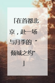 在首都北京，赴一场与月季的“倾城之约”