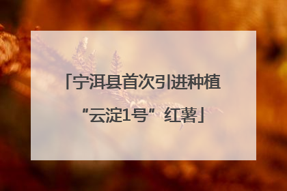 宁洱县首次引进种植“云淀1号”红薯