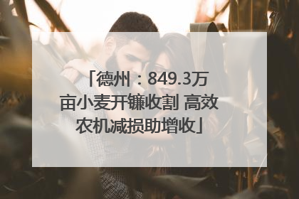 德州：849.3万亩小麦开镰收割 高效农机减损助增收