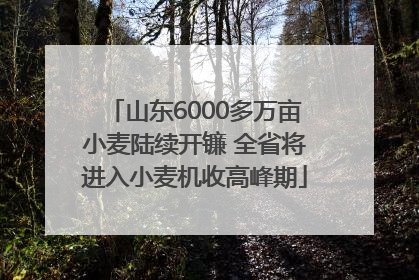 山东6000多万亩小麦陆续开镰 全省将进入小麦机收高峰期