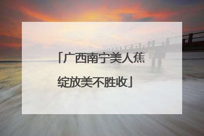 广西南宁美人蕉绽放美不胜收