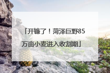 开镰了！菏泽巨野85万亩小麦进入收割期