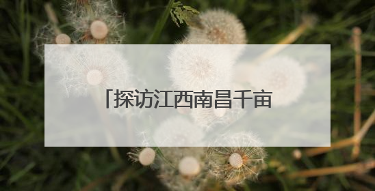 探访江西南昌千亩种业产业园：科技“加码” 果蔬飘香