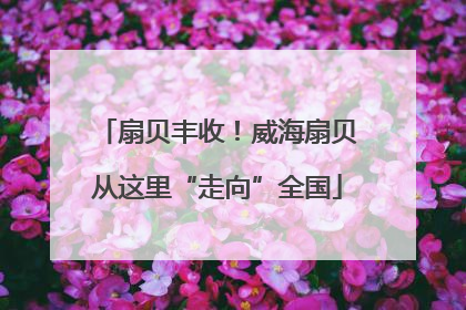 扇贝丰收！威海扇贝从这里“走向”全国