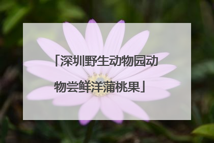 深圳野生动物园动物尝鲜洋蒲桃果