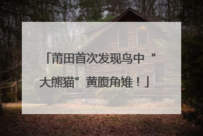 莆田首次发现鸟中“大熊猫”黄腹角雉！