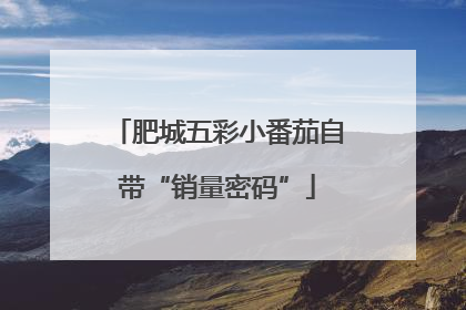 肥城五彩小番茄自带“销量密码”