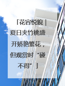 花容悦貌｜夏日夹竹桃盛开娇艳繁花，但观赏时“碰不得”