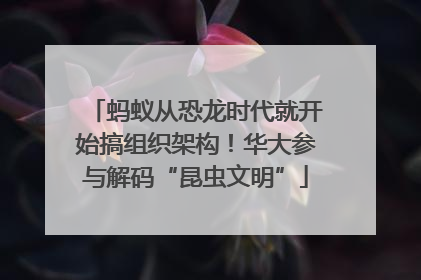 蚂蚁从恐龙时代就开始搞组织架构！华大参与解码“昆虫文明”