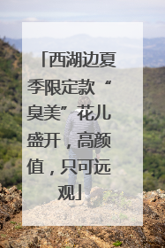 西湖边夏季限定款“臭美”花儿盛开，高颜值，只可远观