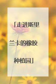 走进斯里兰卡的橡胶种植园