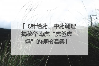 飞针给药、中药调理 揭秘华南虎“虎爸虎妈”的硬核温柔