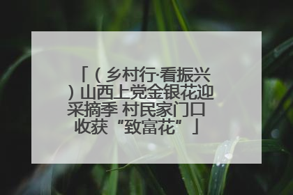 （乡村行·看振兴）山西上党金银花迎采摘季 村民家门口收获“致富花”