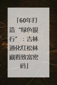 60年打造“绿色银行”：吉林通化红松林藏着致富密码